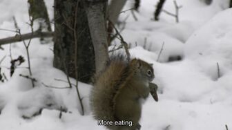 Alone S13E09 Icebound 1080p ENGLISH SUBT
